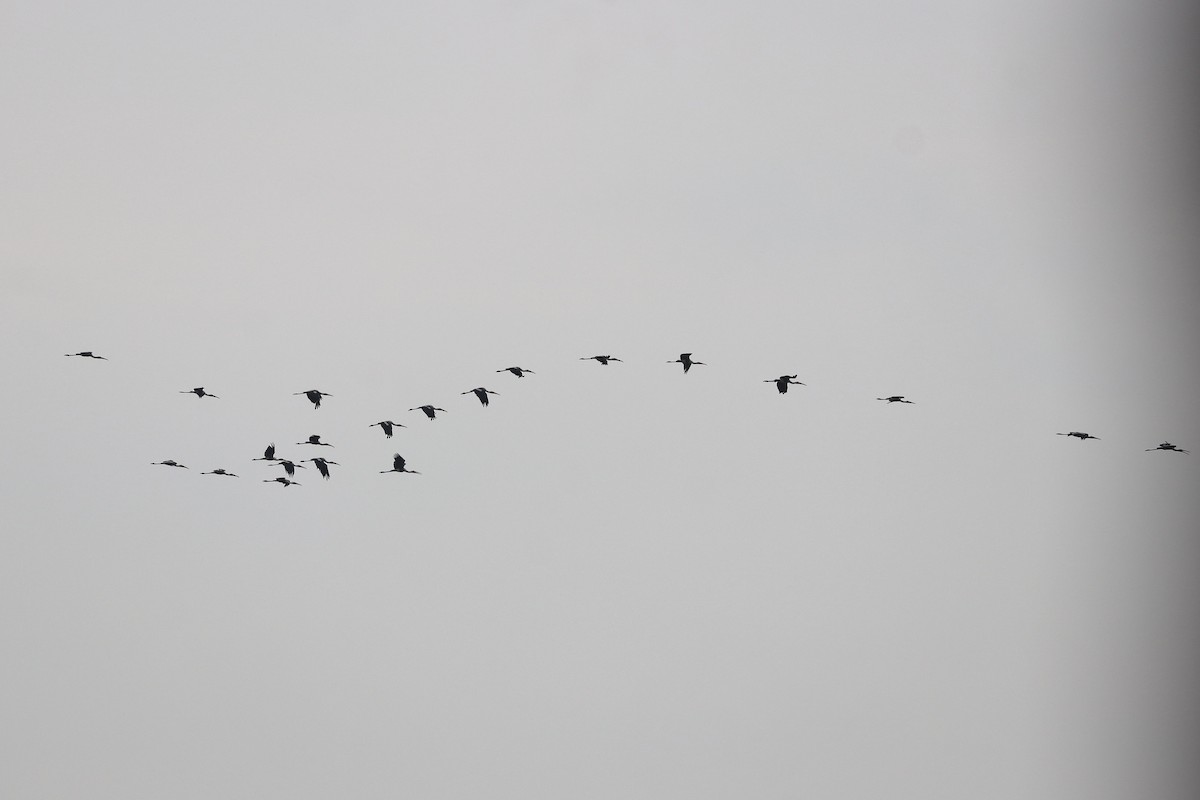 Painted Stork - ML639239997