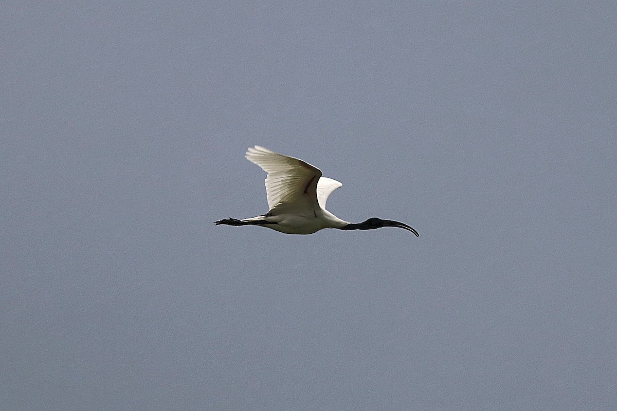Black-headed Ibis - ML639240005