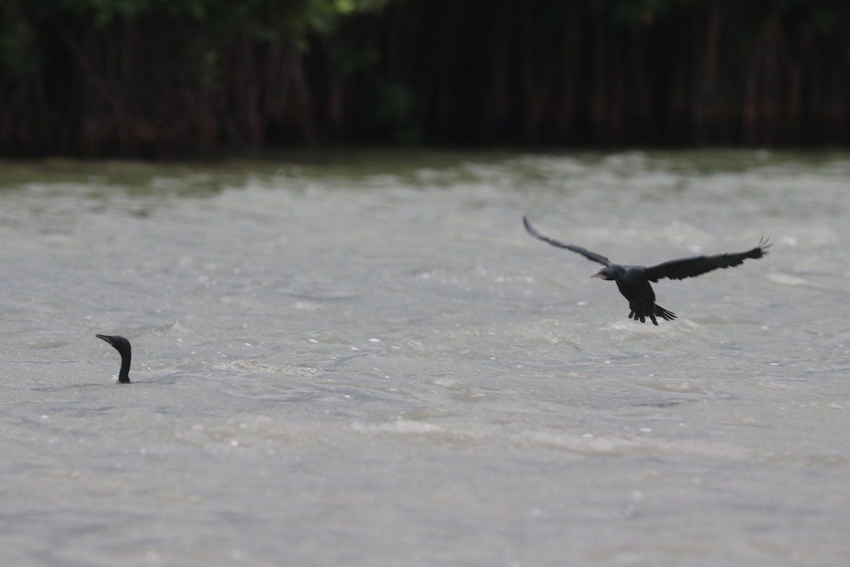 Little Cormorant - ML639240020