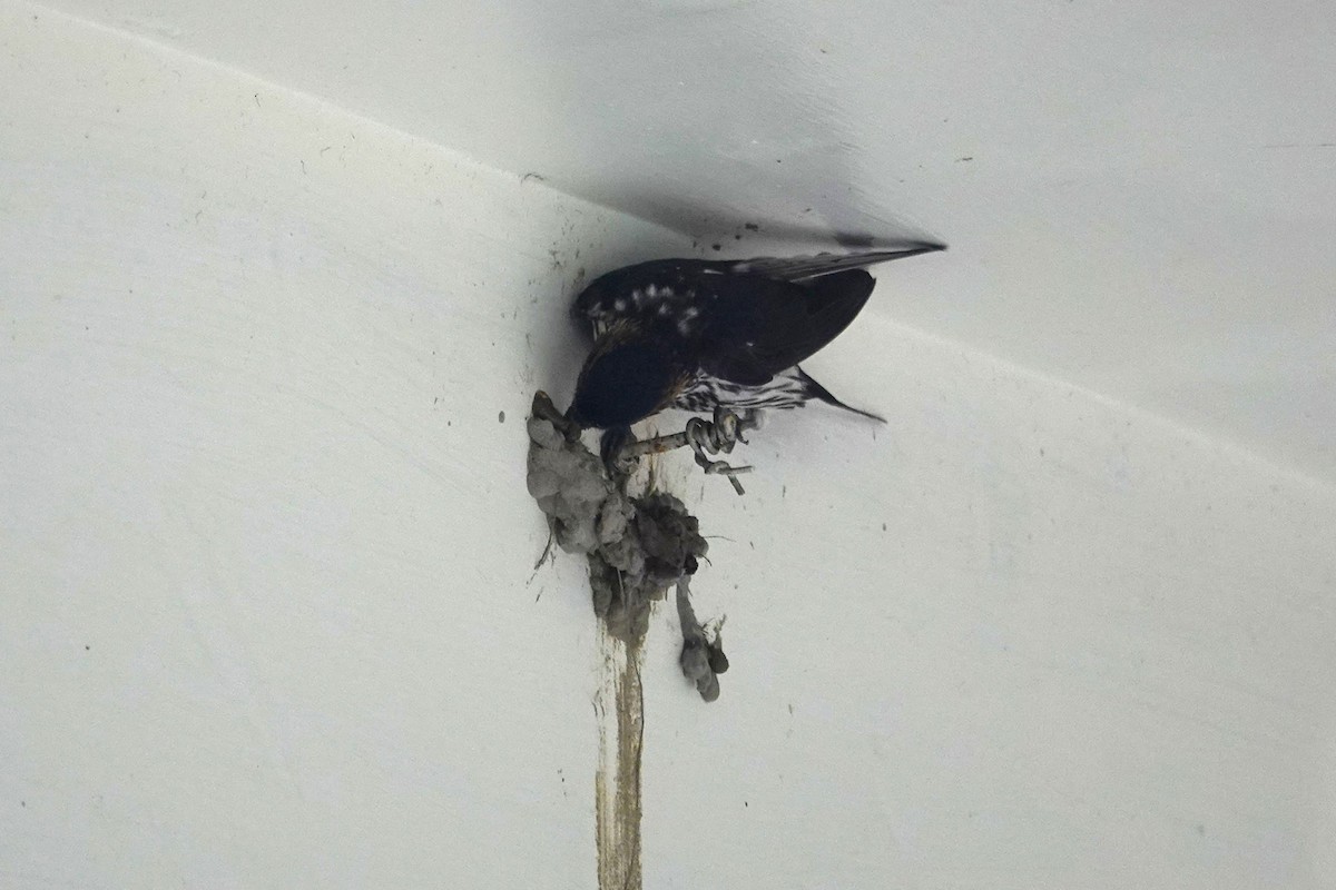 Eastern Red-rumped Swallow (Striated) - ML639240052