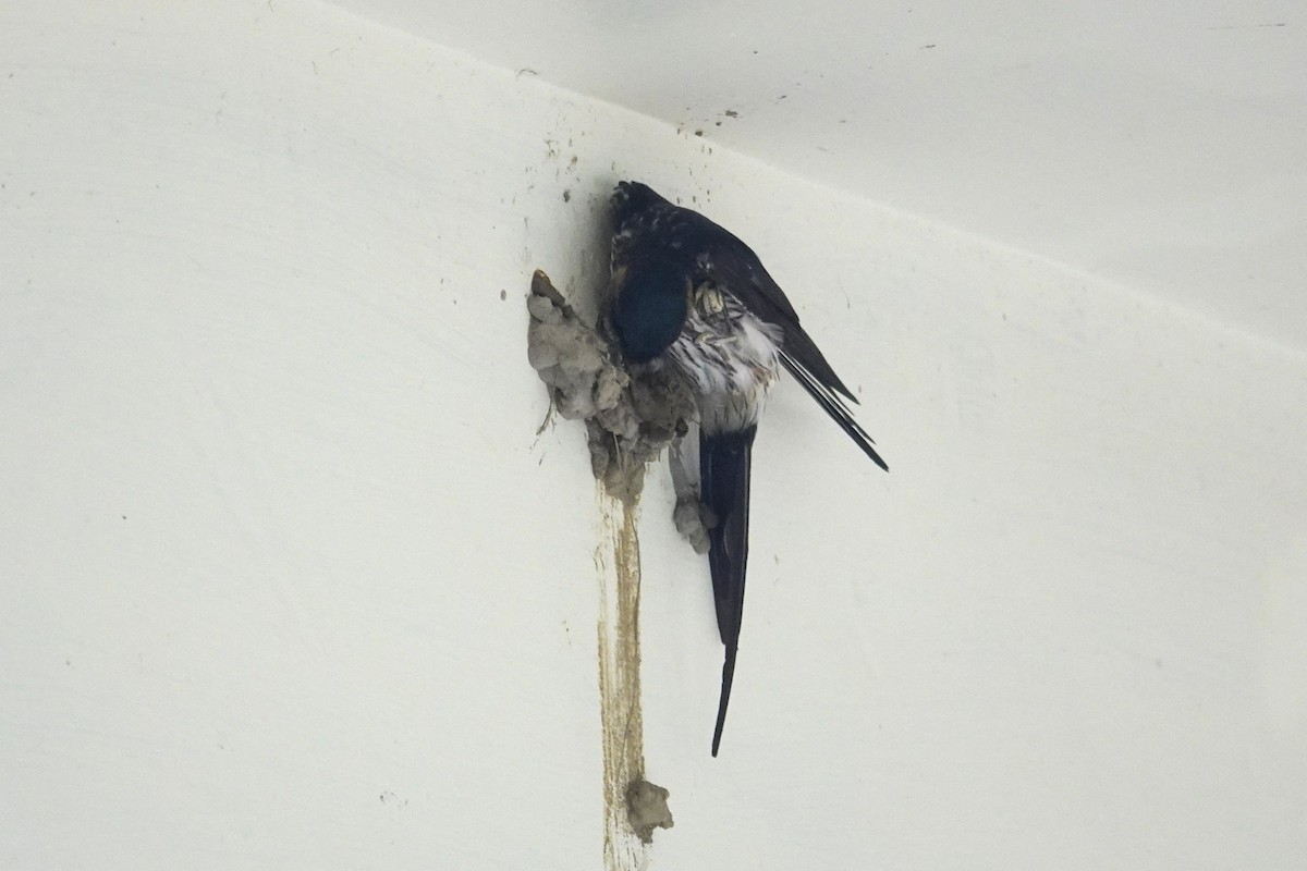 Eastern Red-rumped Swallow (Striated) - ML639240053
