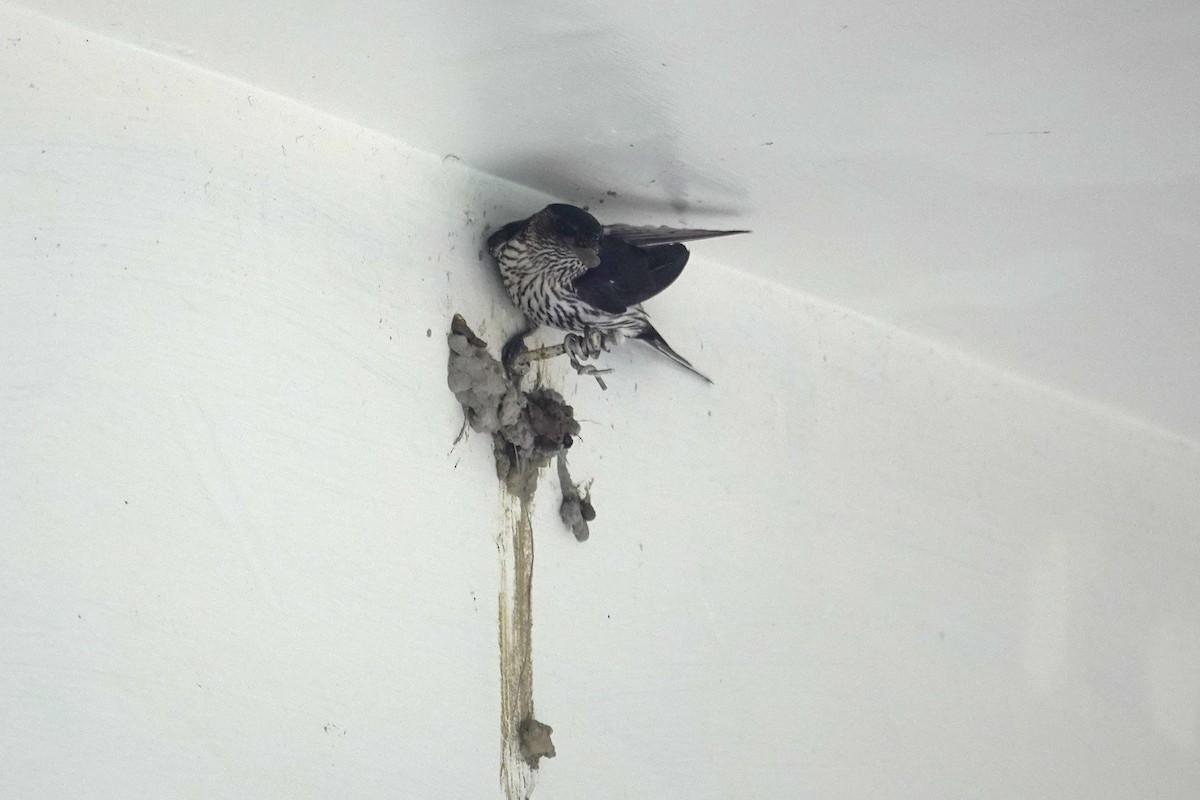Eastern Red-rumped Swallow (Striated) - ML639240054