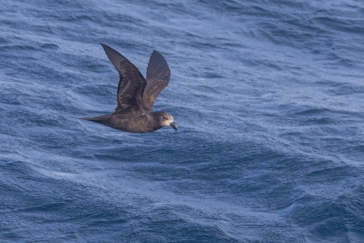 Gray-faced Petrel - ML639240094