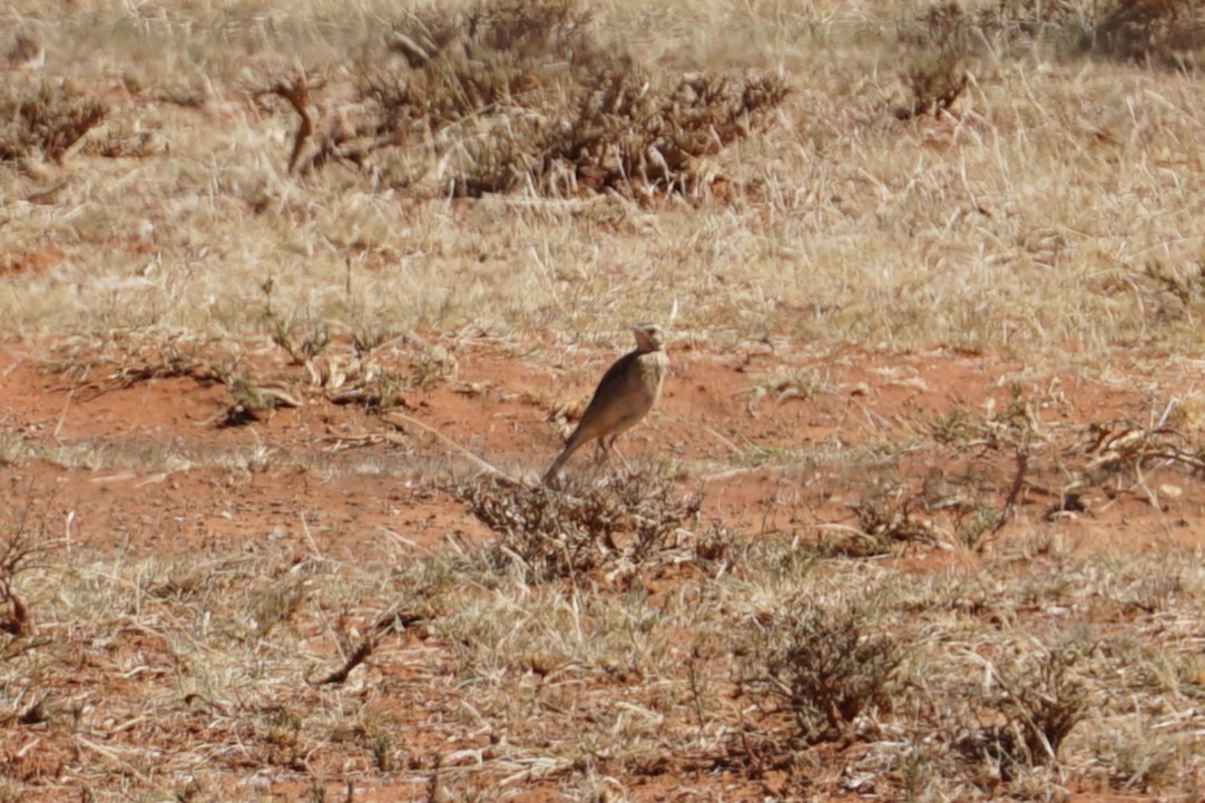 Buffy Pipit - ML639240123