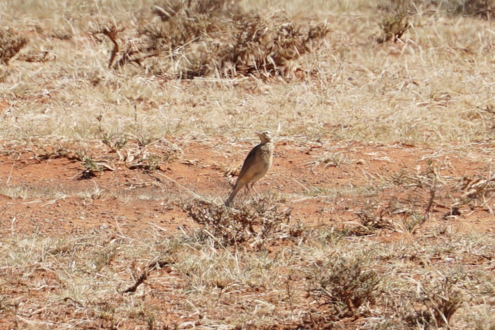 Buffy Pipit - ML639240124