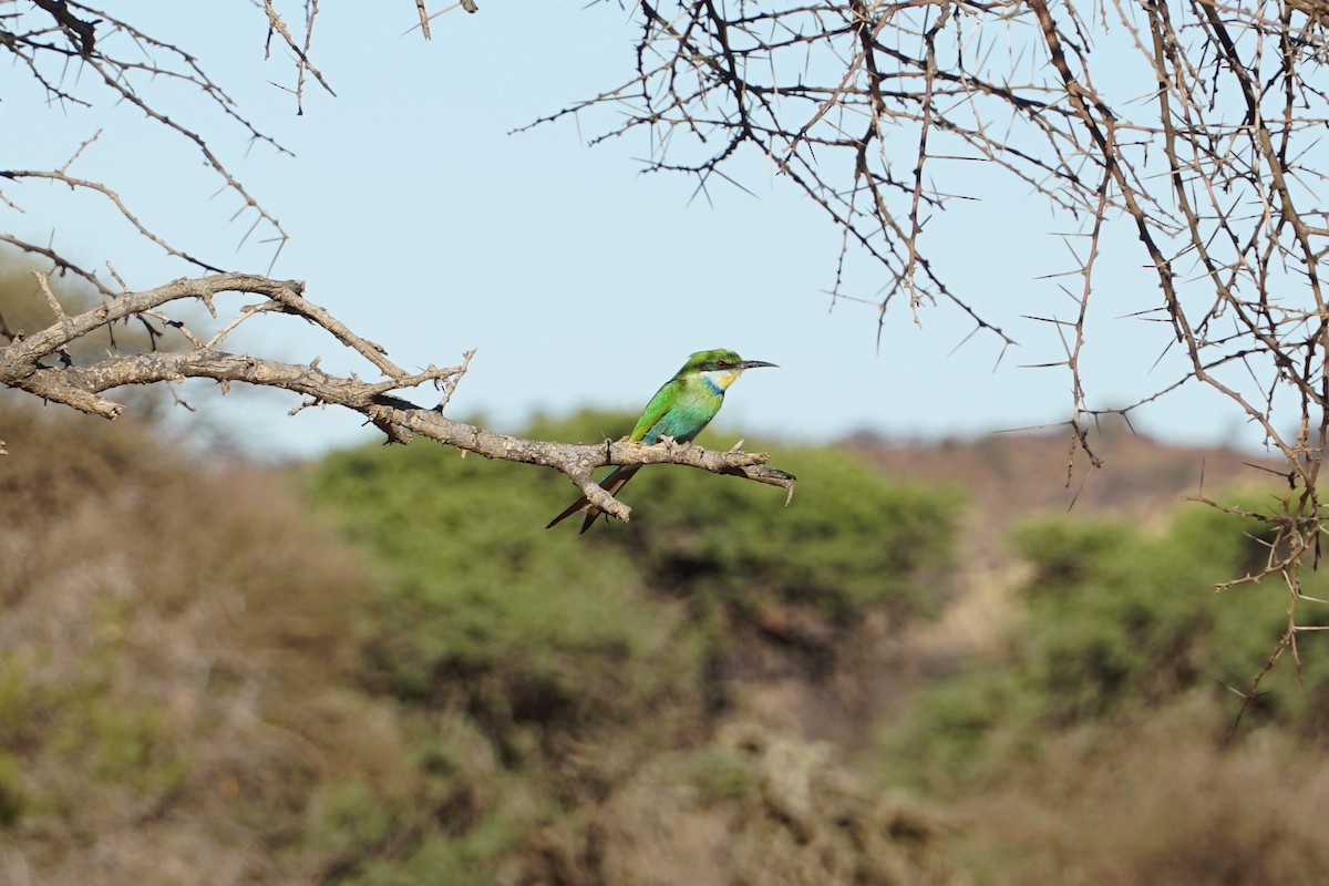 Swallow-tailed Bee-eater - ML639240132