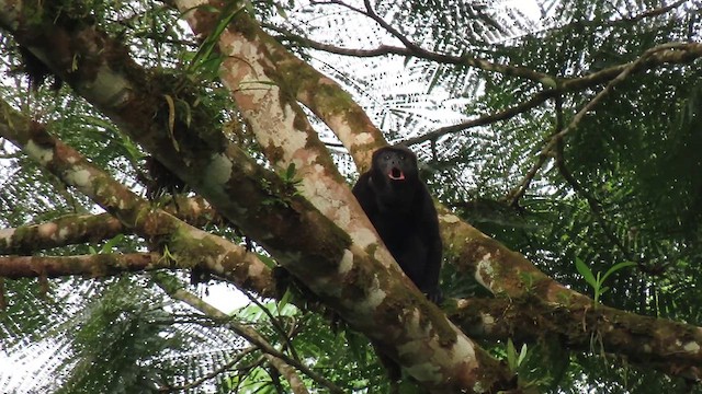 Ecuadorian Mantled Howler Monkey - ML639240154