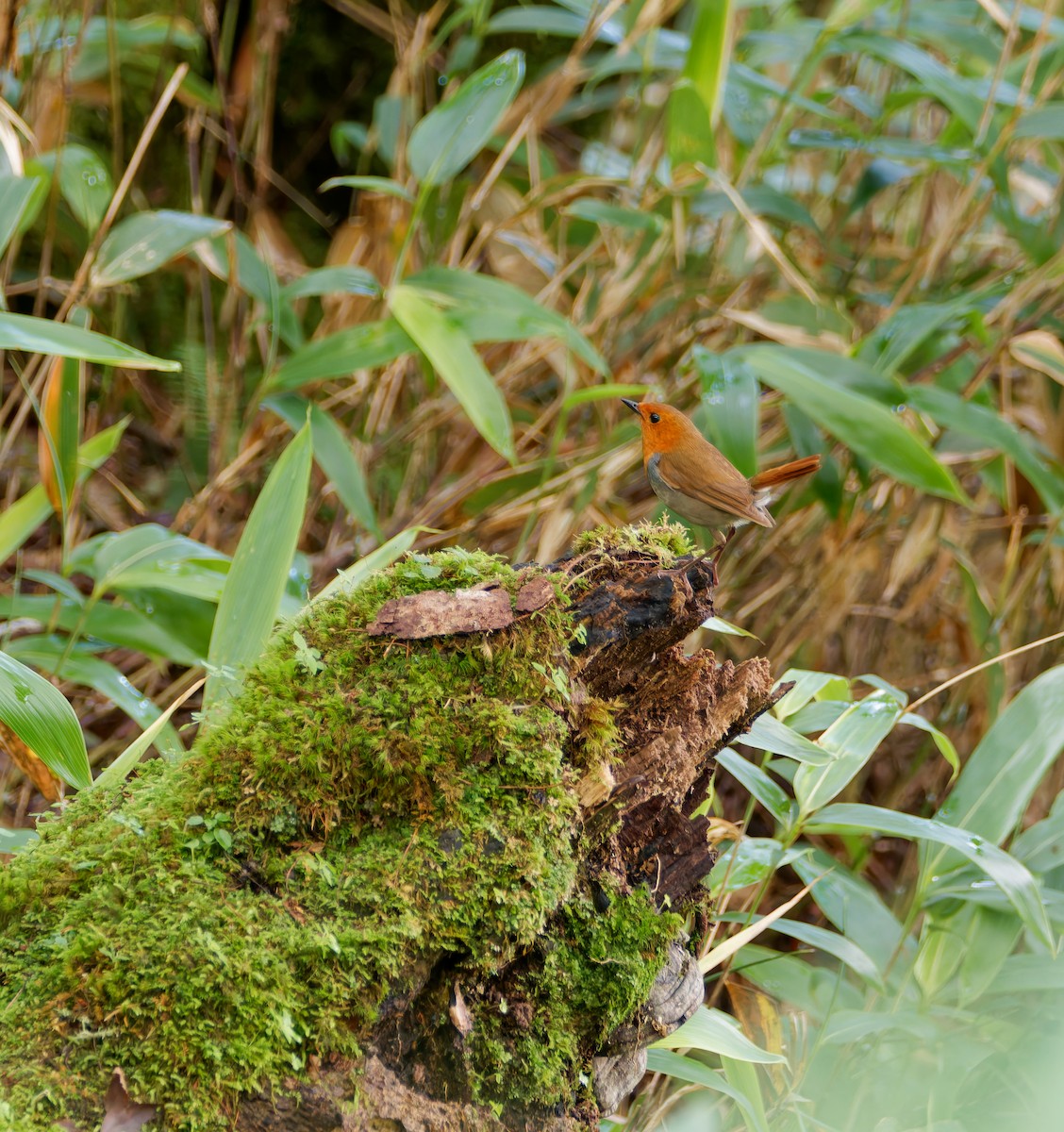 Rossignol akahigé - ML639240204