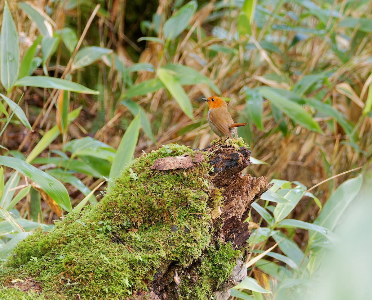 Rossignol akahigé - ML639240206