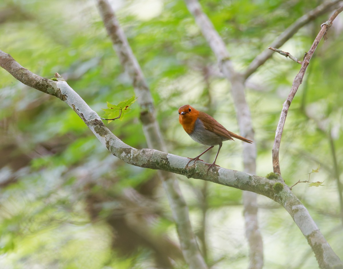 Rossignol akahigé - ML639240212