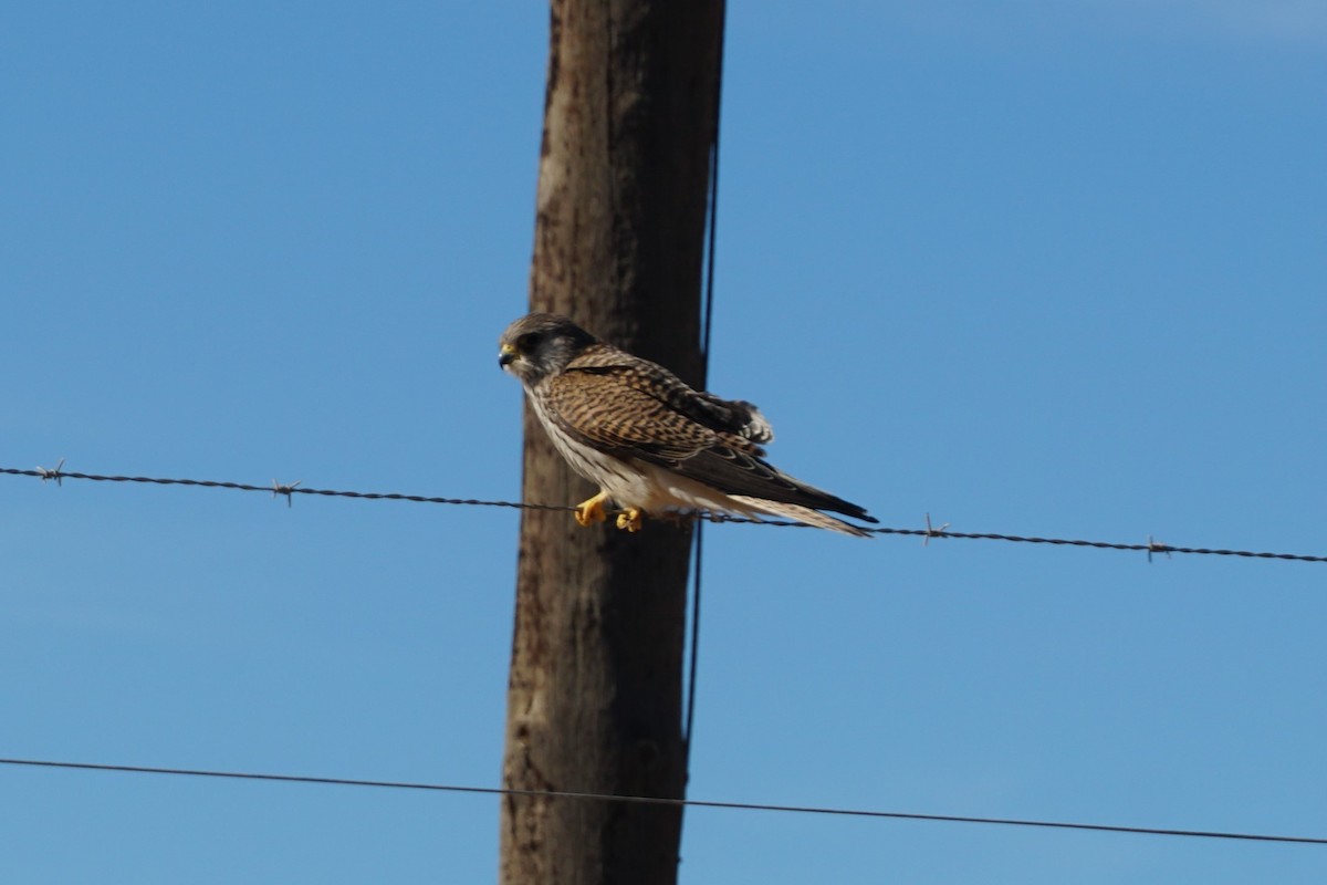 Greater Kestrel - ML639240308