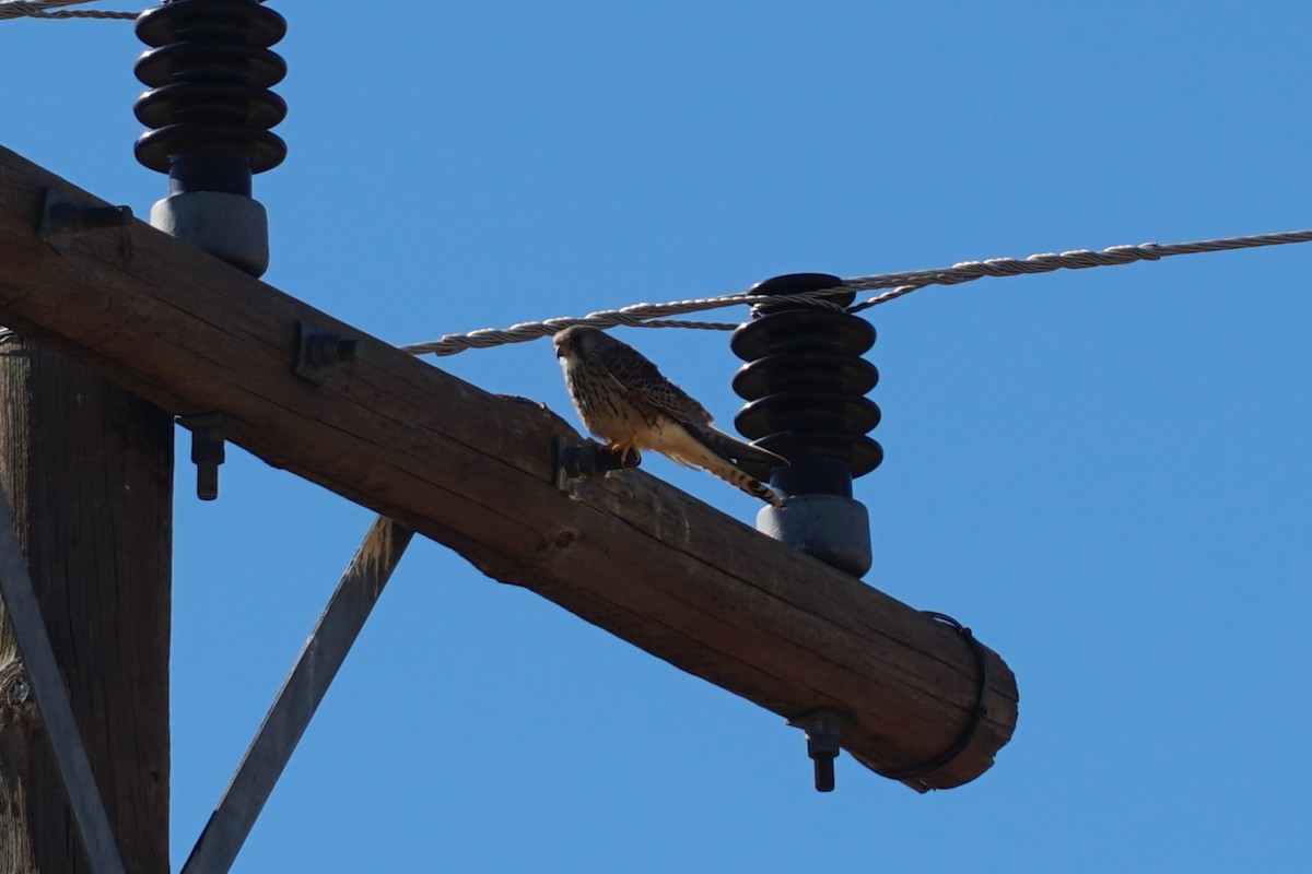 Greater Kestrel - ML639240309