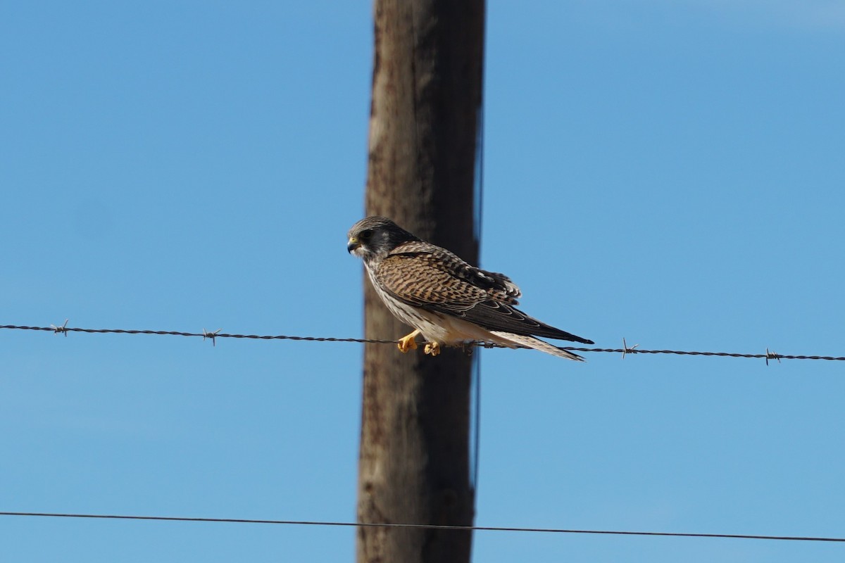 Greater Kestrel - ML639240310