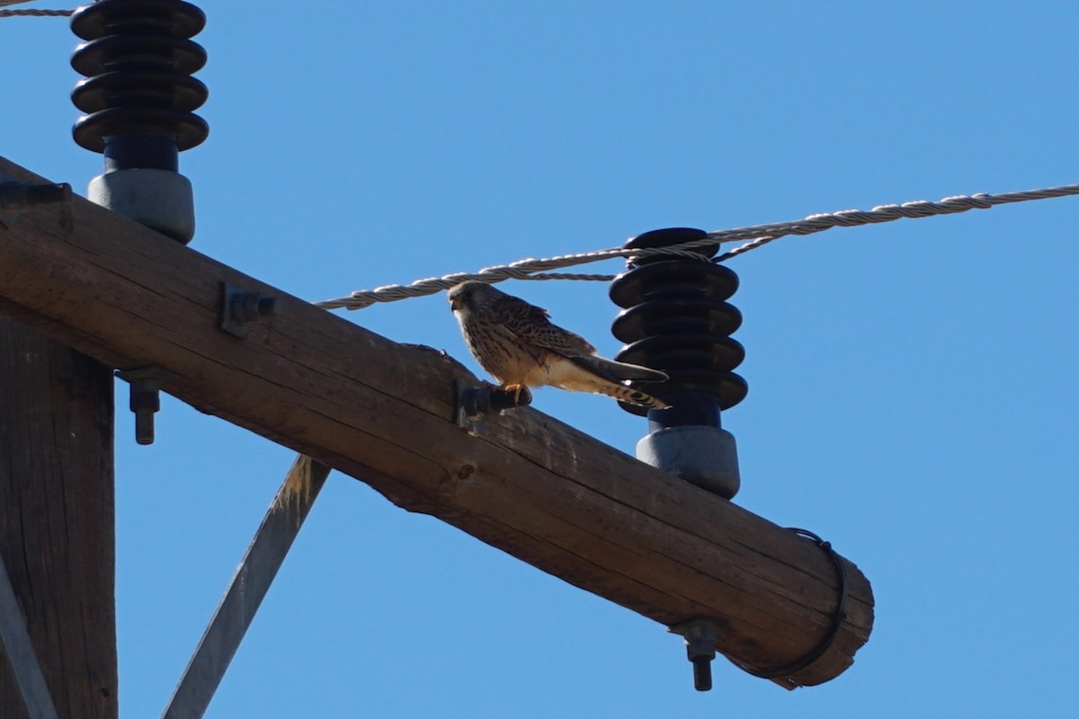 Greater Kestrel - ML639240311