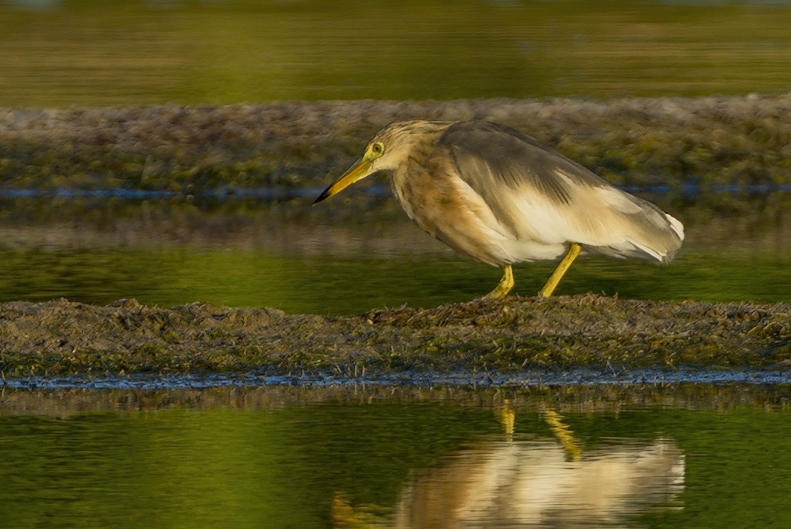 Javan Pond-Heron - ML639240312