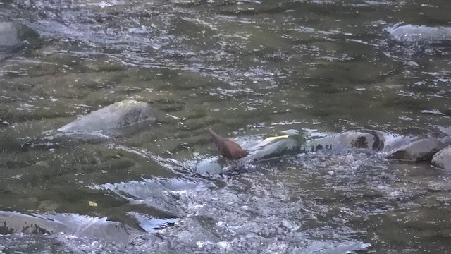 Brown Dipper - ML639240363