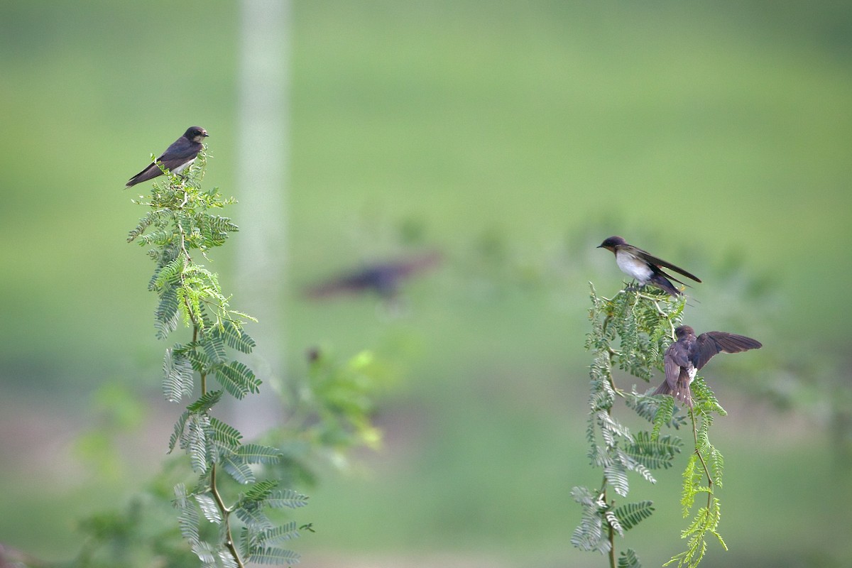 Eastern Red-rumped Swallow (Daurian) - ML639240406