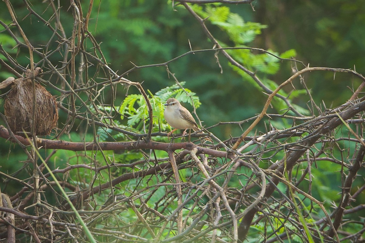 Plain Prinia - ML639240443