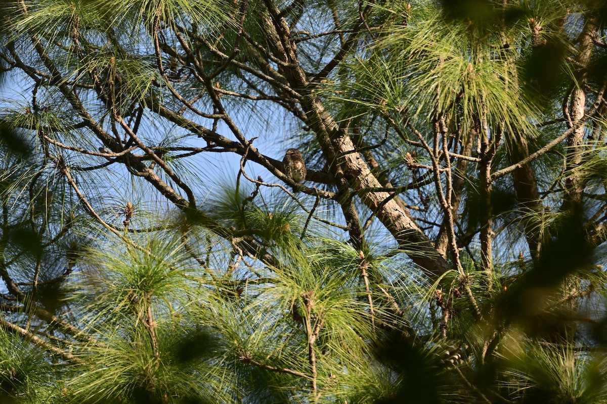 Collared Owlet - ML639240476