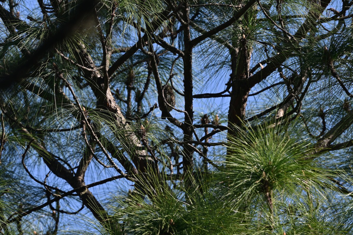 Collared Owlet - ML639240491