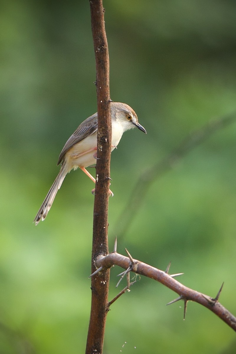 Plain Prinia - ML639240590