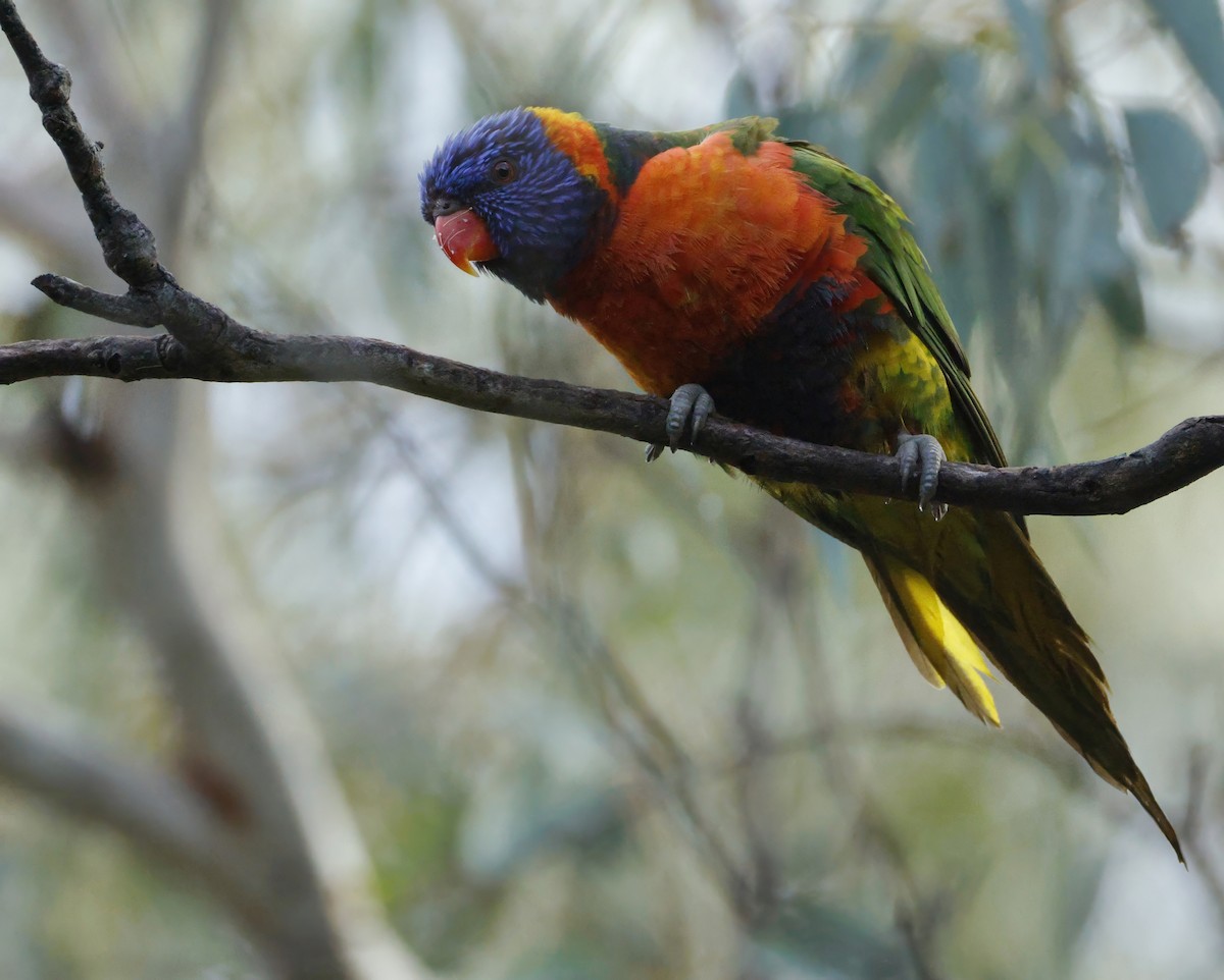 Rainbow Lorikeet - ML639240650