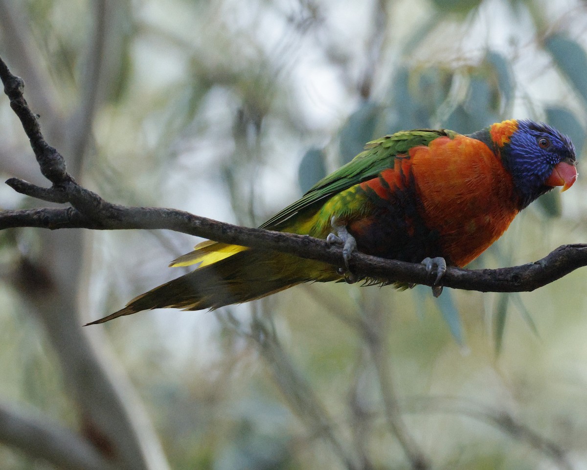 Rainbow Lorikeet - ML639240651