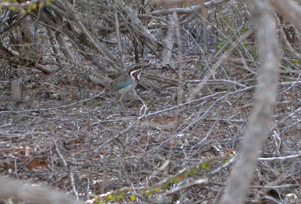Long-tailed Ground-Roller - ML639240695
