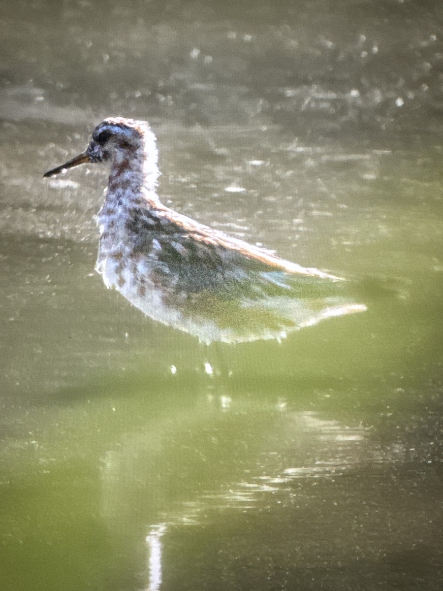 Red Phalarope - ML639240759
