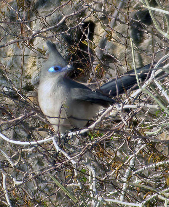 Verreaux's Coua - ML639240760