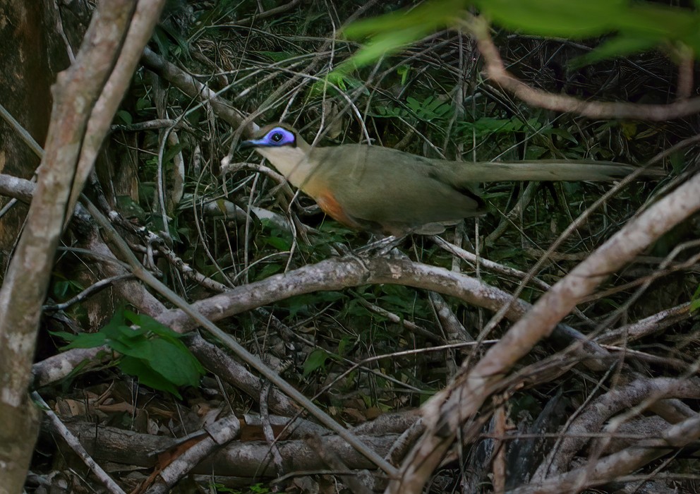 Coua de Coquerel - ML639240805