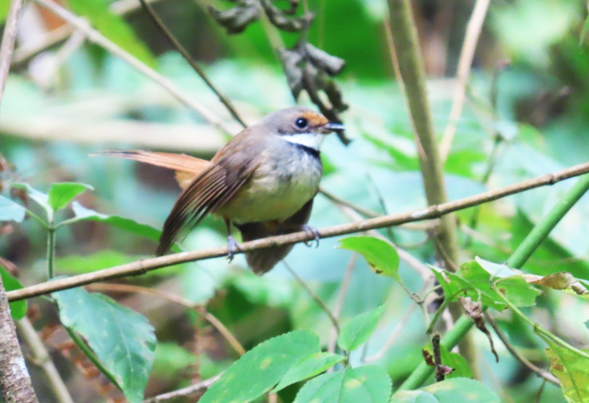 Sulawesi Fantail - ML639240825