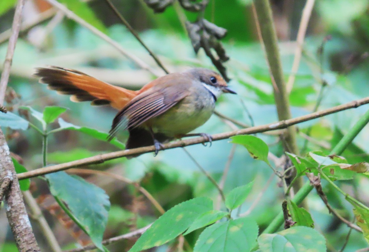 Sulawesi Fantail - ML639240826