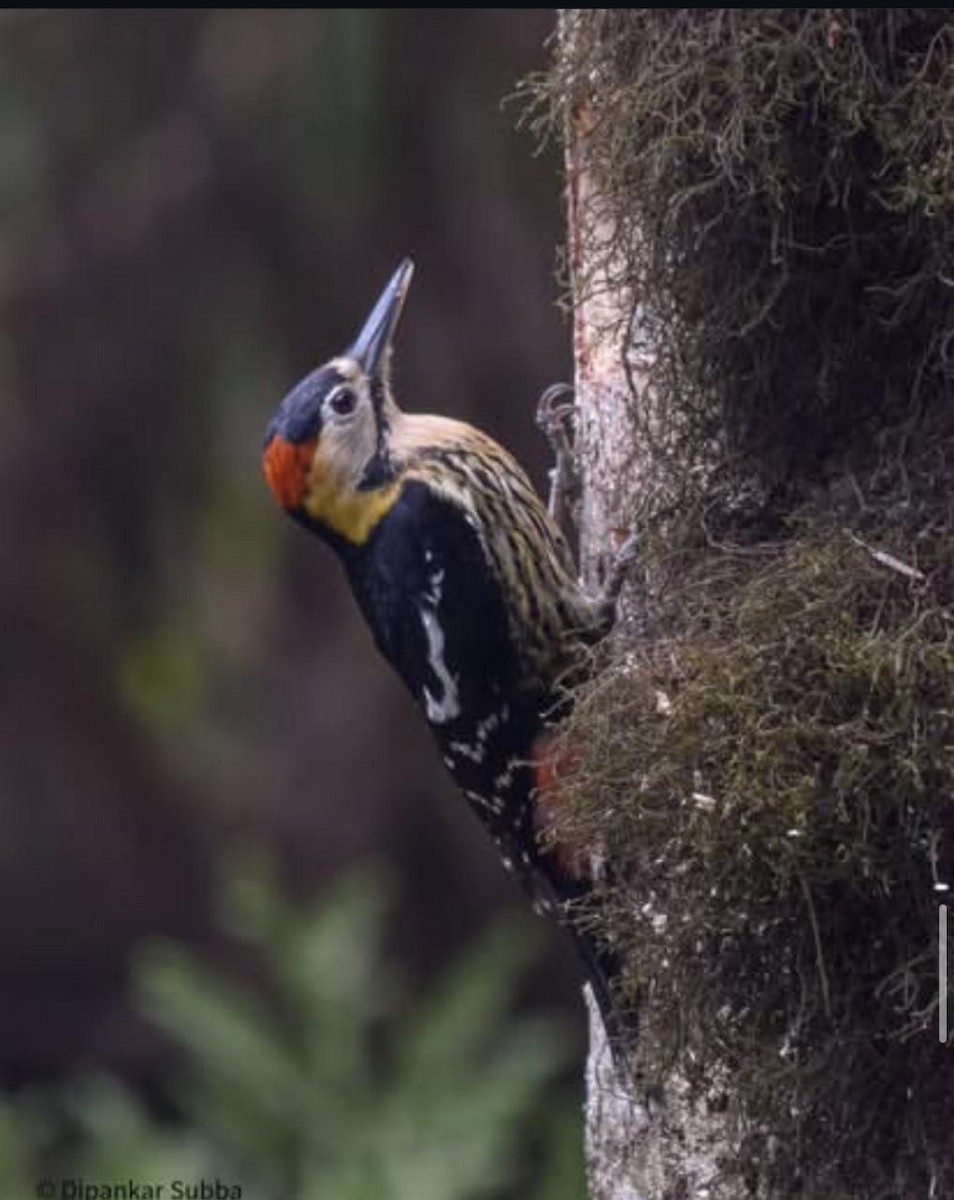 Darjeeling Woodpecker - ML639240827