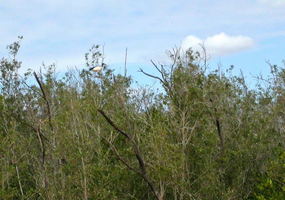 Ibis malgache - ML639240828