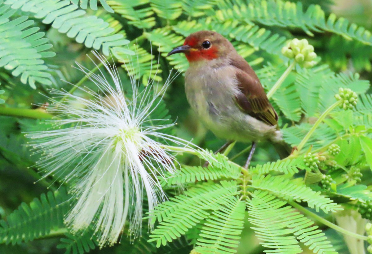 Sulawesi Myzomela - ML639240834