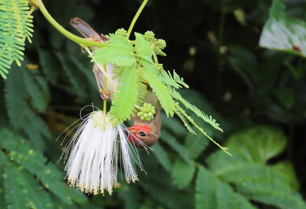 Sulawesi Myzomela - ML639240835