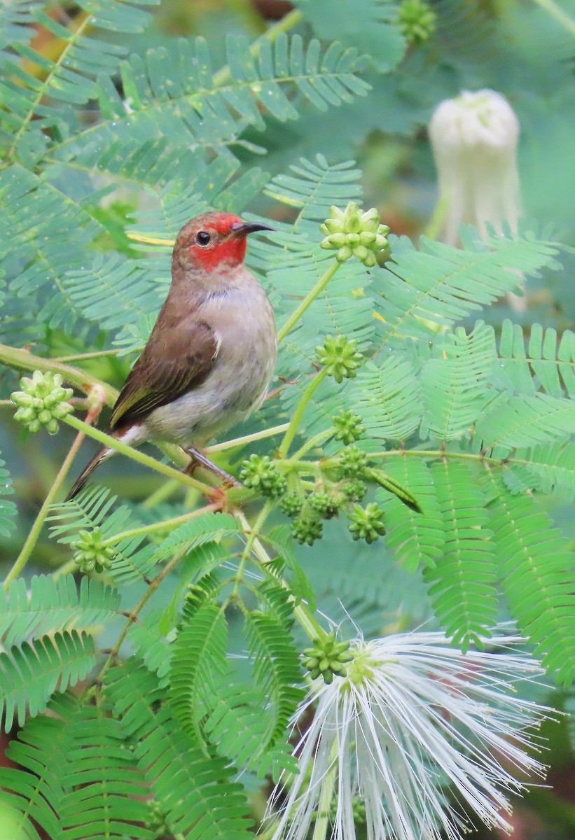 Sulawesi Myzomela - ML639240836