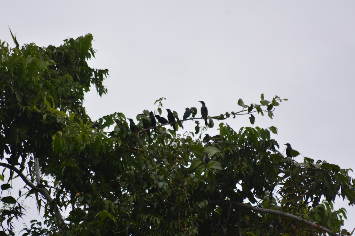 Metallic Starling - ML639240910
