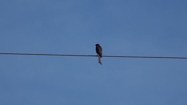 Black Drongo - ML639240999