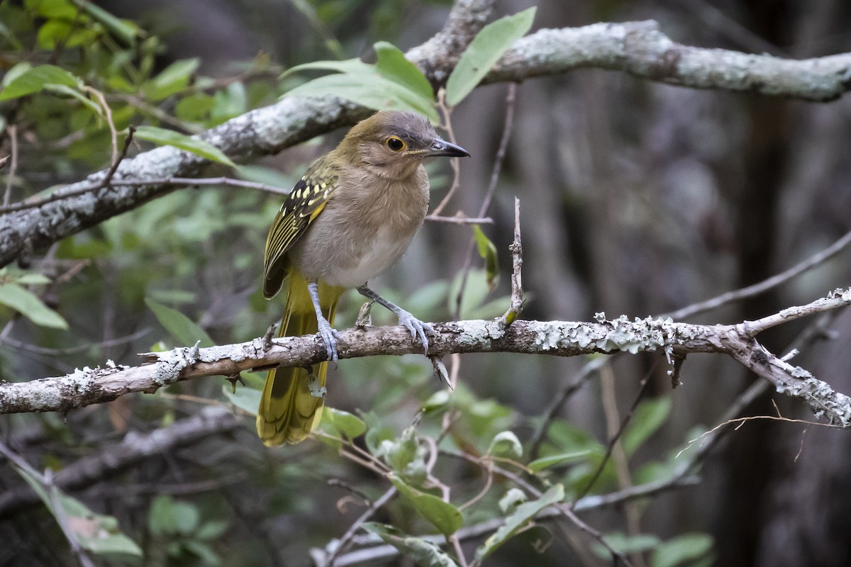 Eastern Nicator - ML639241008