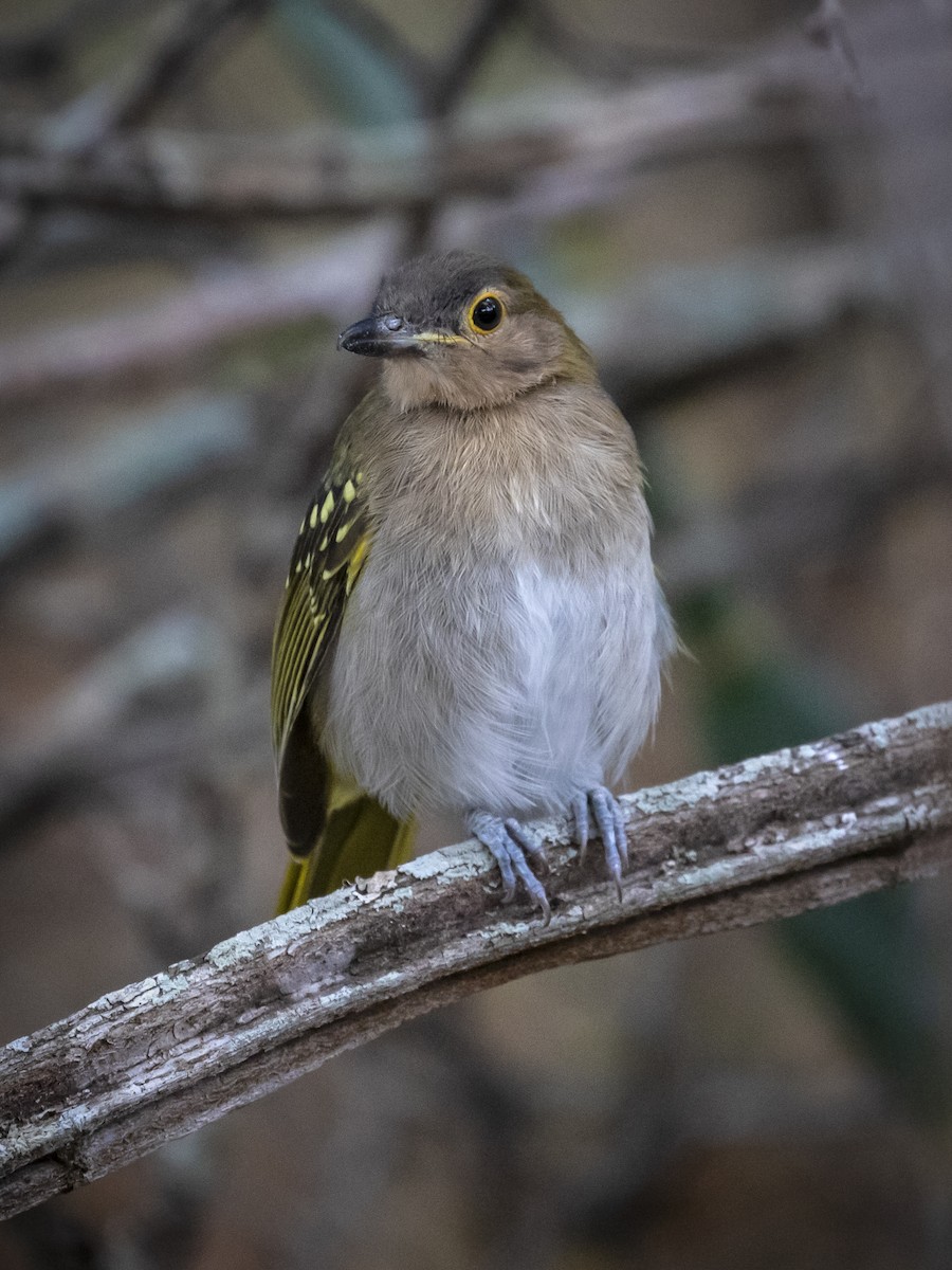 Eastern Nicator - ML639241009