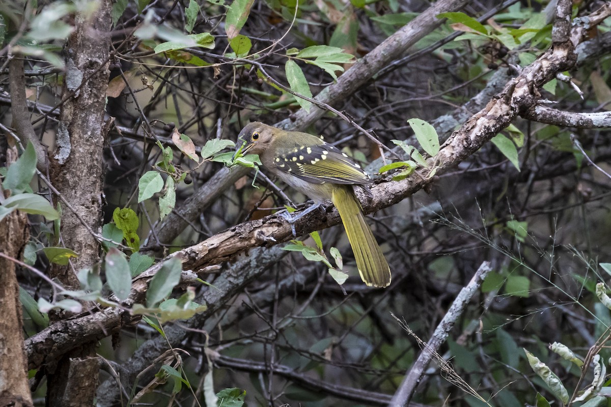 Eastern Nicator - ML639241010