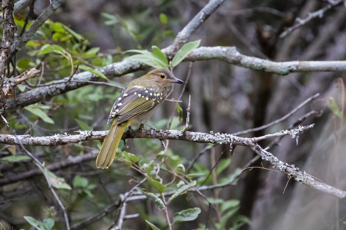 Eastern Nicator - ML639241011