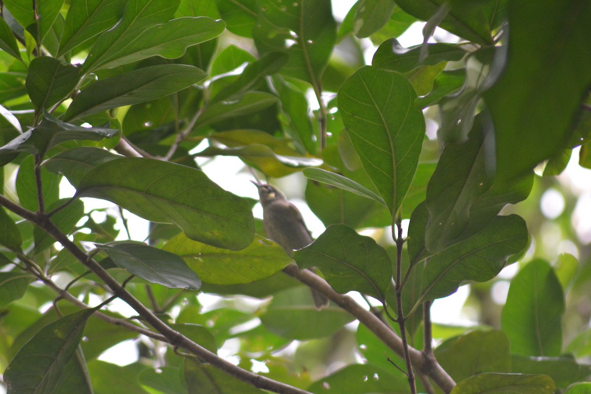 Cryptic Honeyeater - ML639241032