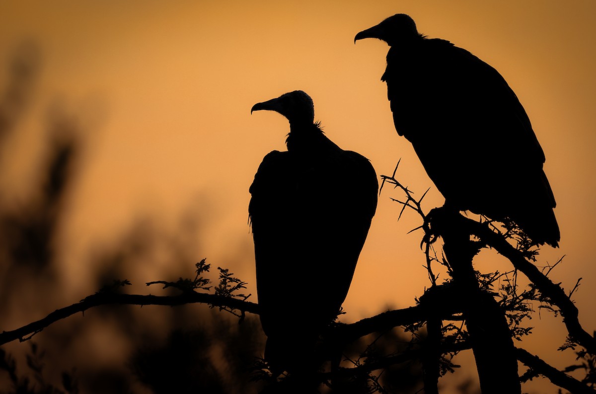 Hooded Vulture - ML639241042