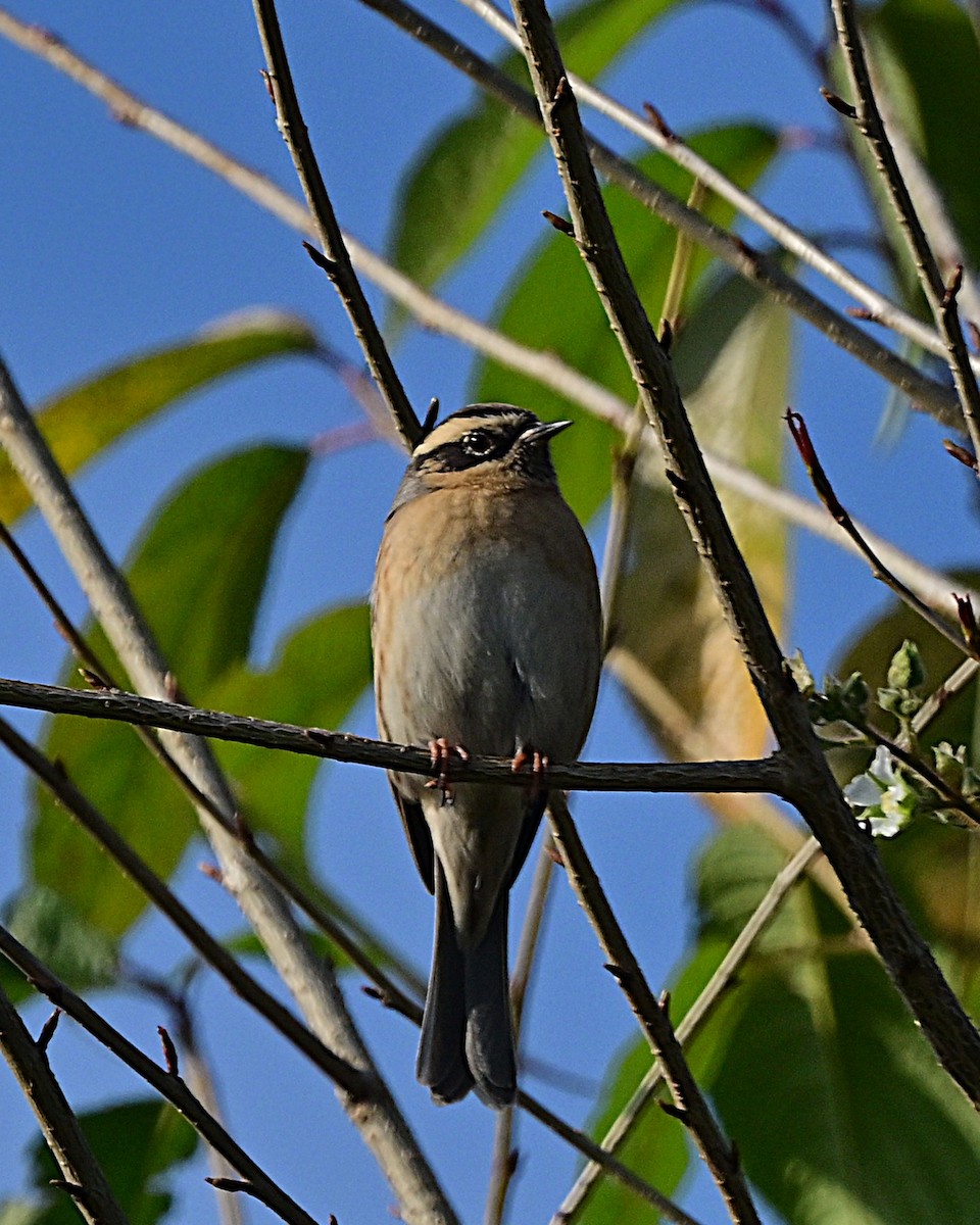 Tuntun paparbeltza - ML639241080