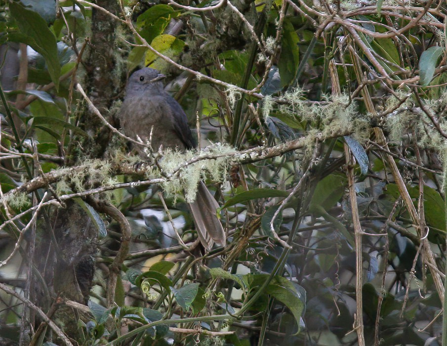 Dusky Piha - ML639241101