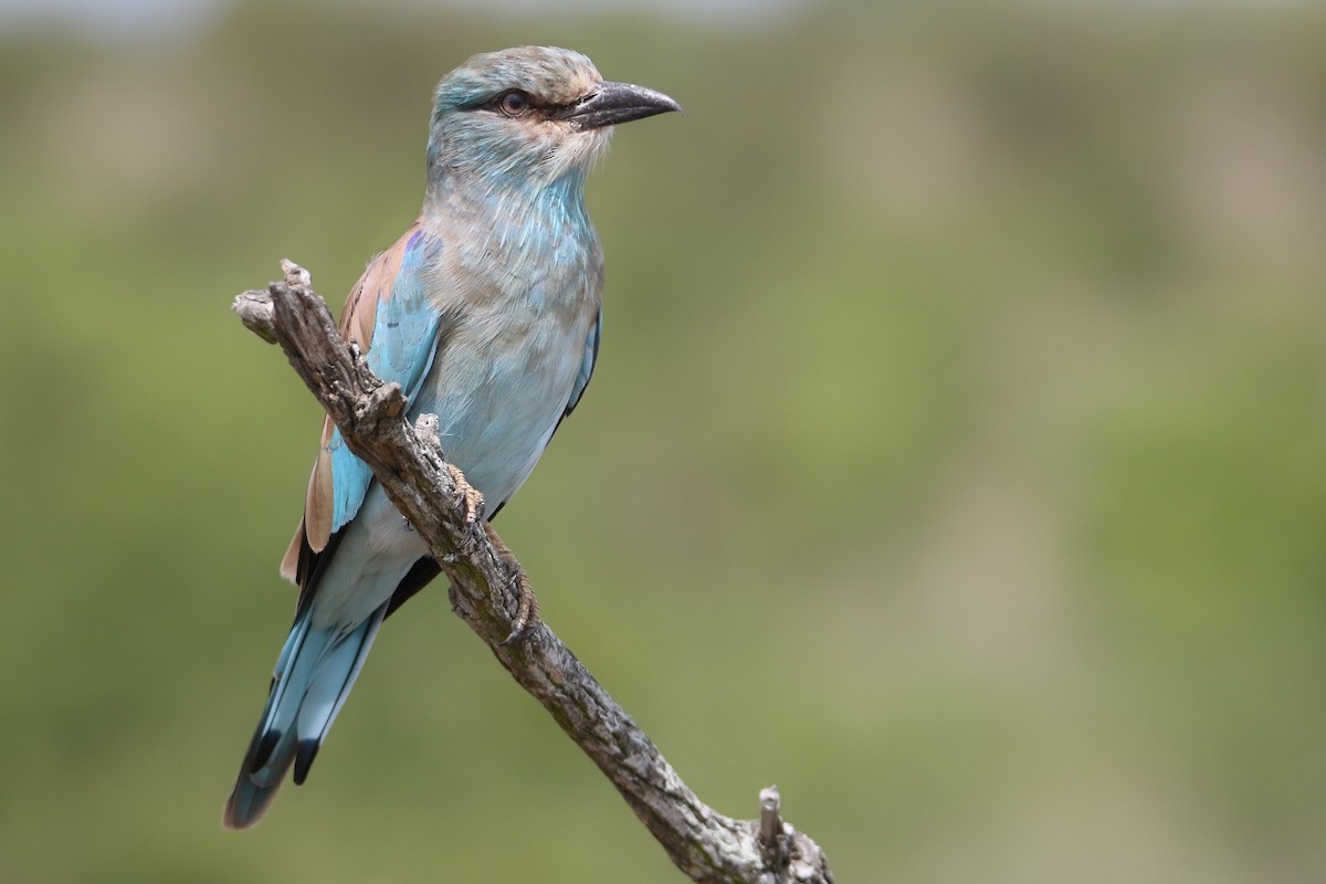 Ghiandaia marina - ML639241132