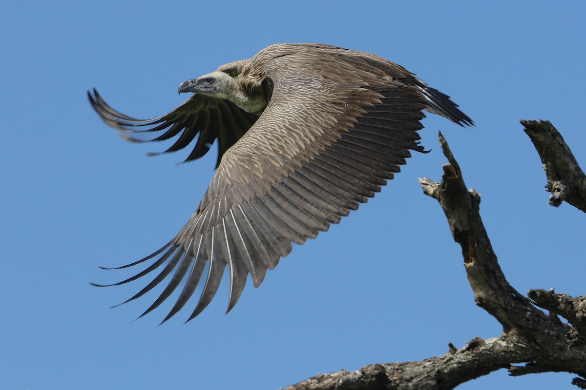 White-backed Vulture - ML639241138
